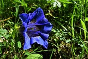 19 Genziana di Clusius (Gentiana Clusii)